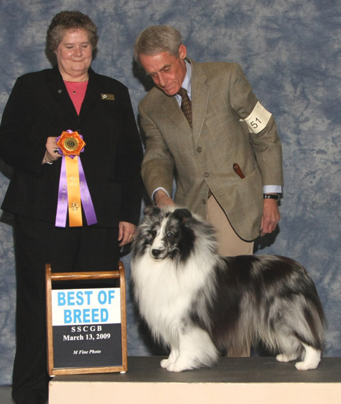 Vogue shelties best sale